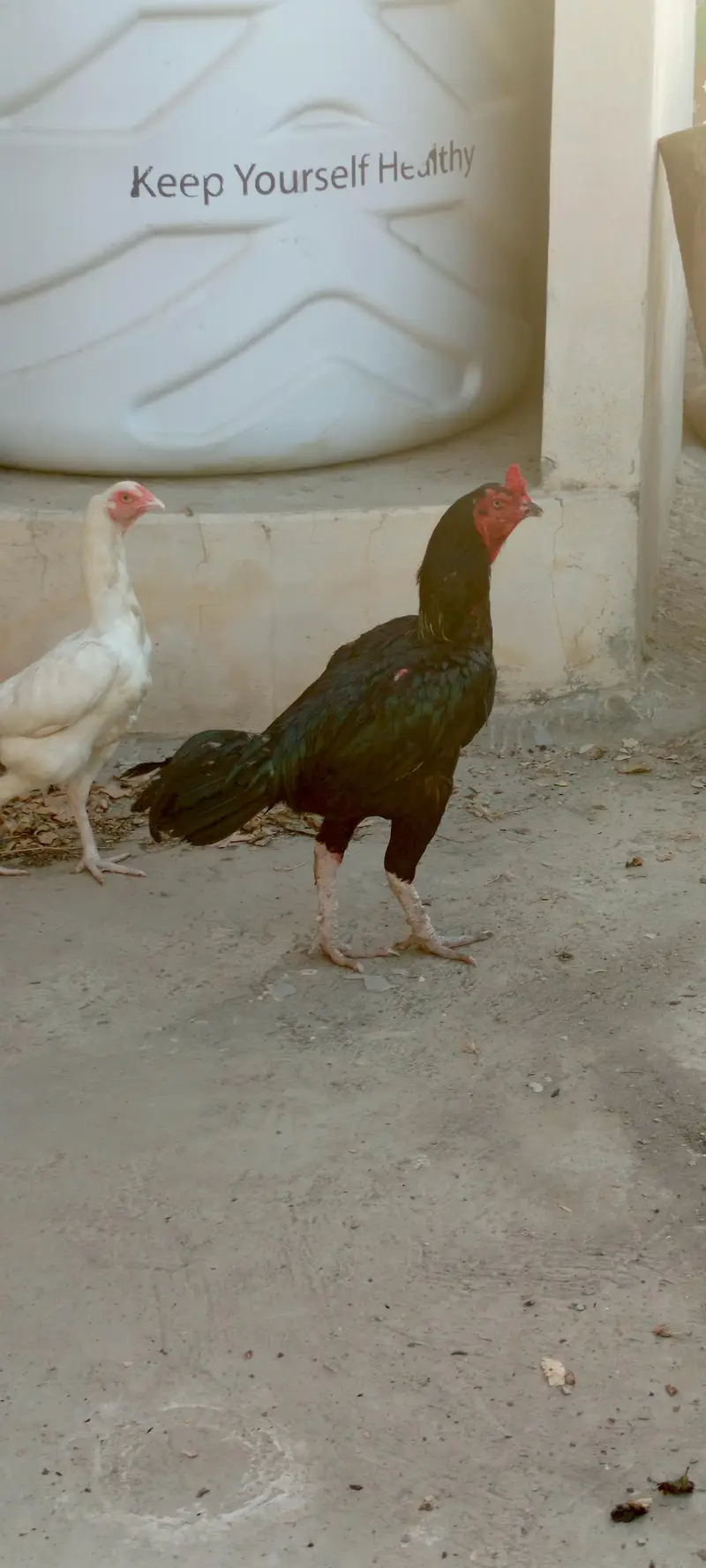 1 murga 5 aseel murgia for sale — photo 9