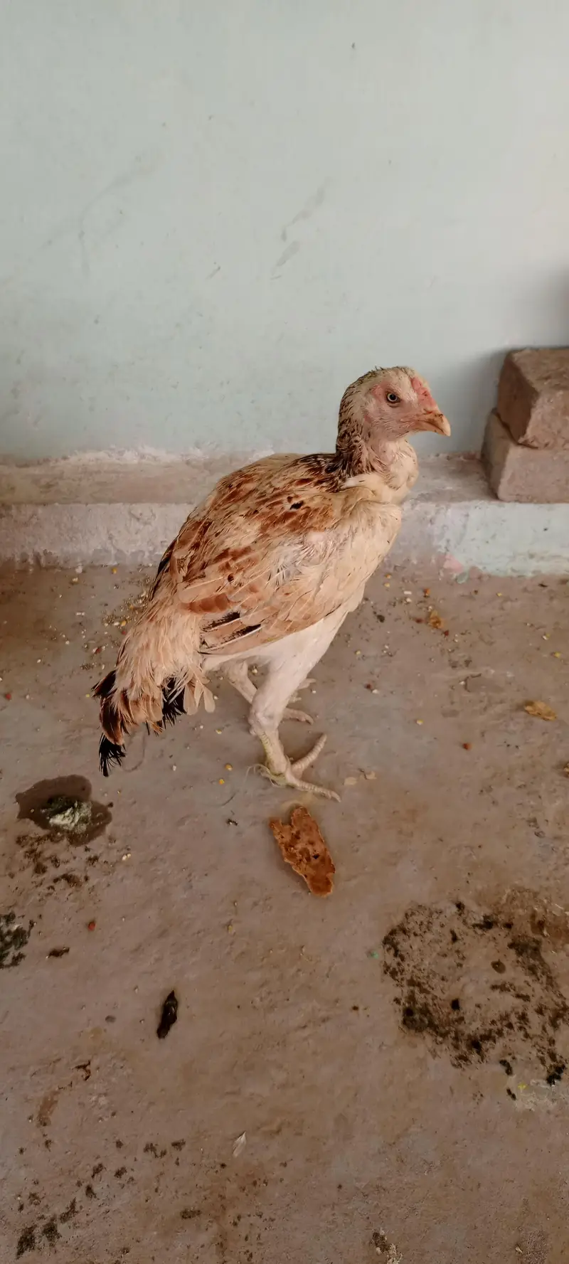1 murga 5 aseel murgia for sale — photo 12