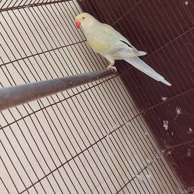 parrot female