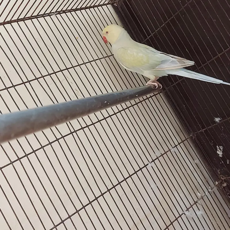 parrot female — photo 2