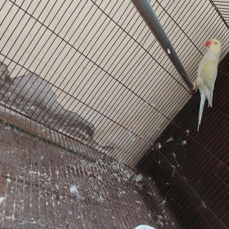 parrot female — photo 3