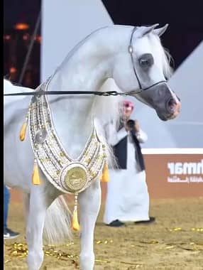 Arabic hourse | pedigree hourse | ghory for sale