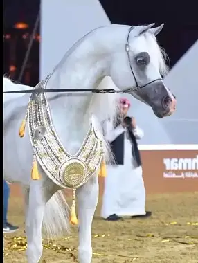 Arabic hourse | pedigree hourse | ghory for sale