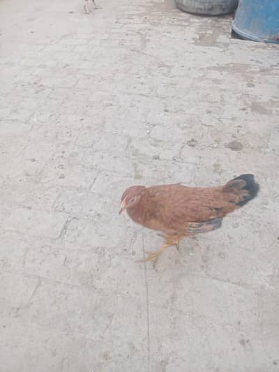 Desi golden misri pathy pathiyan