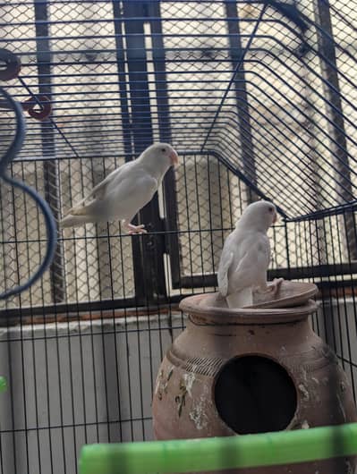 Albino red eye phatay