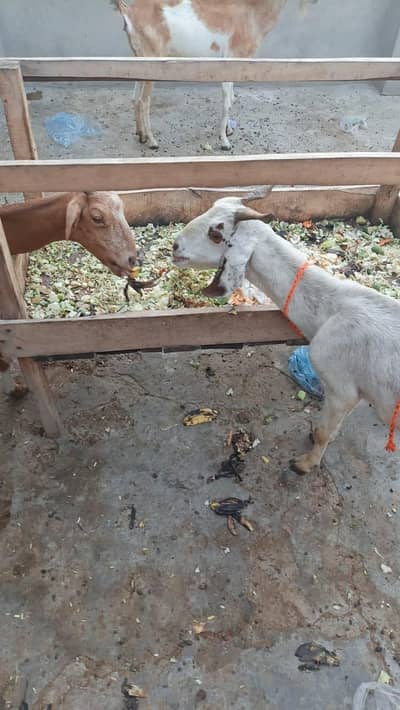 Bakri 0326,4327019