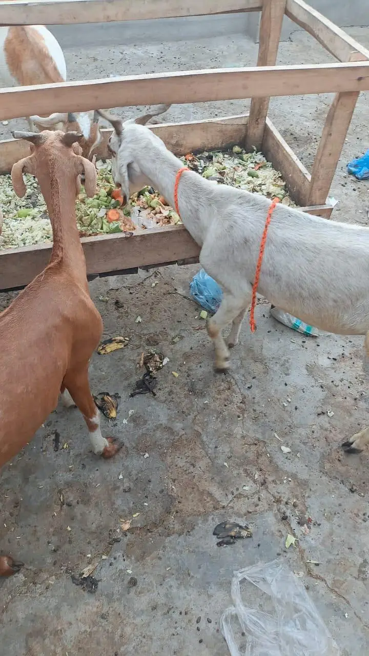 Bakri 0326,4327019 — photo 2