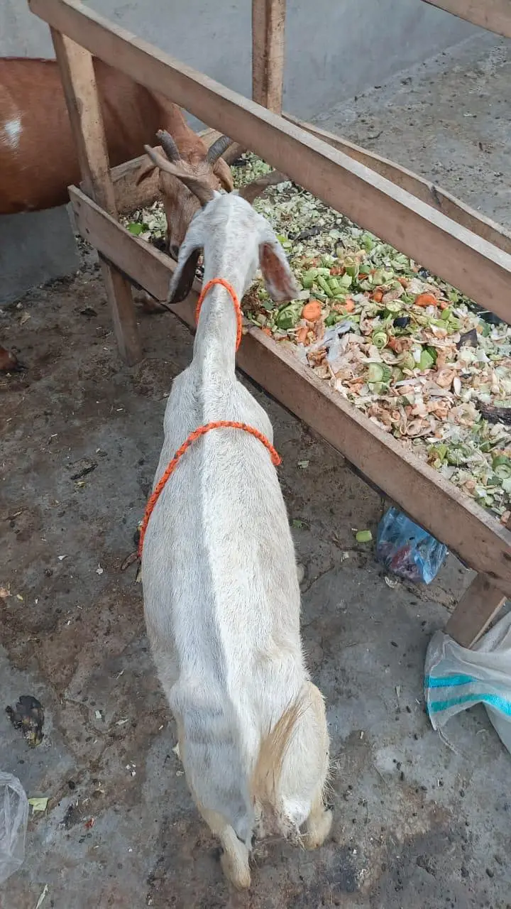 Bakri 0326,4327019 — photo 3