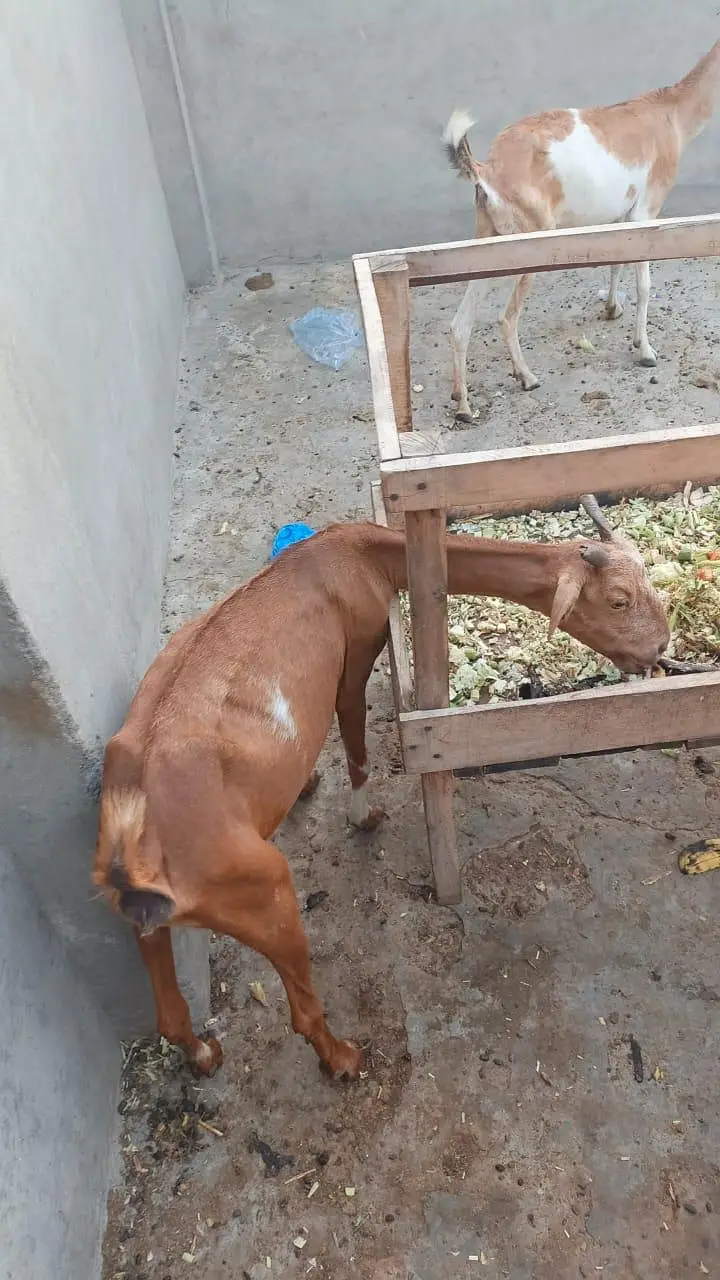 Bakri 0326,4327019 — photo 4