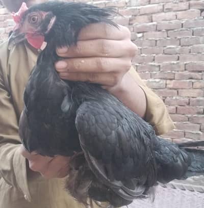 1 Healthy rooster and 2 Hens for Sale – Desi/Golden Hens, Good Quality