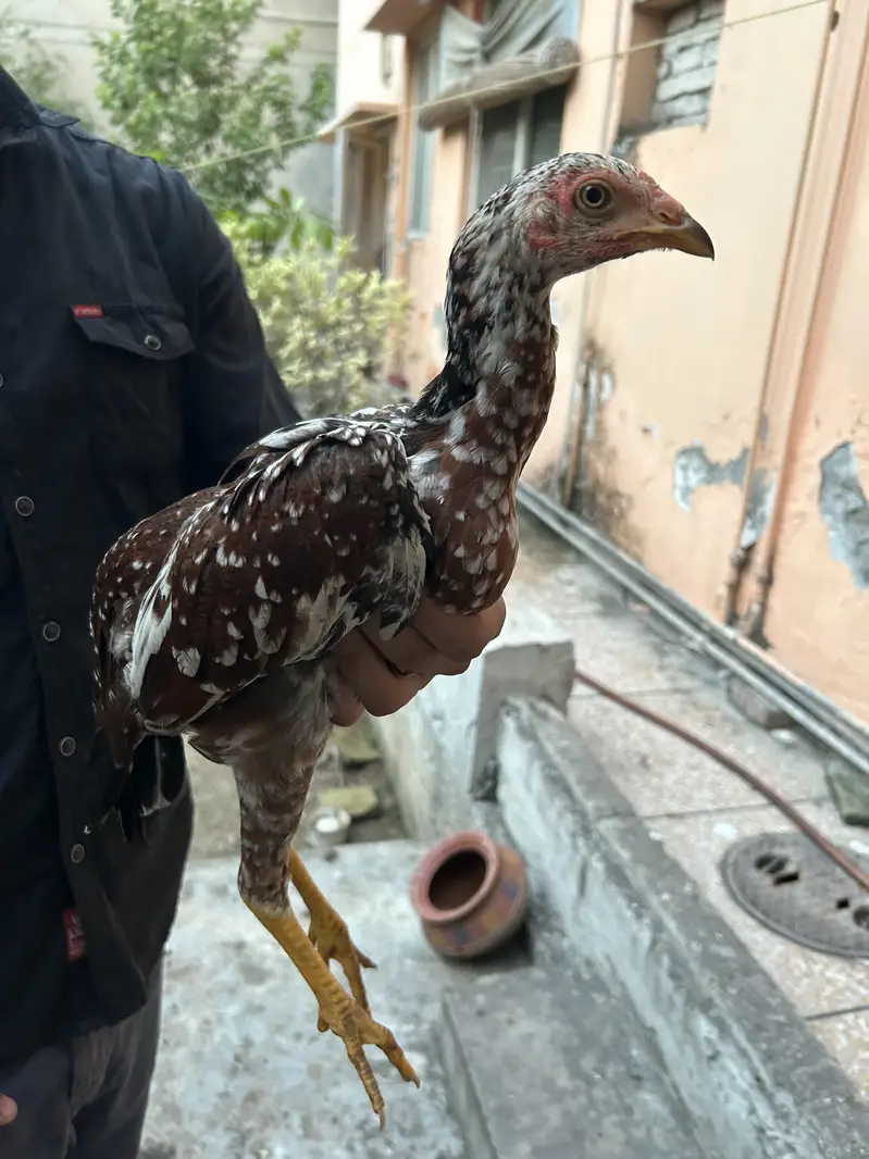 Aseel Setup for sale in Reasonable Price — photo 4