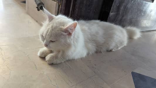 Persian Kittens
