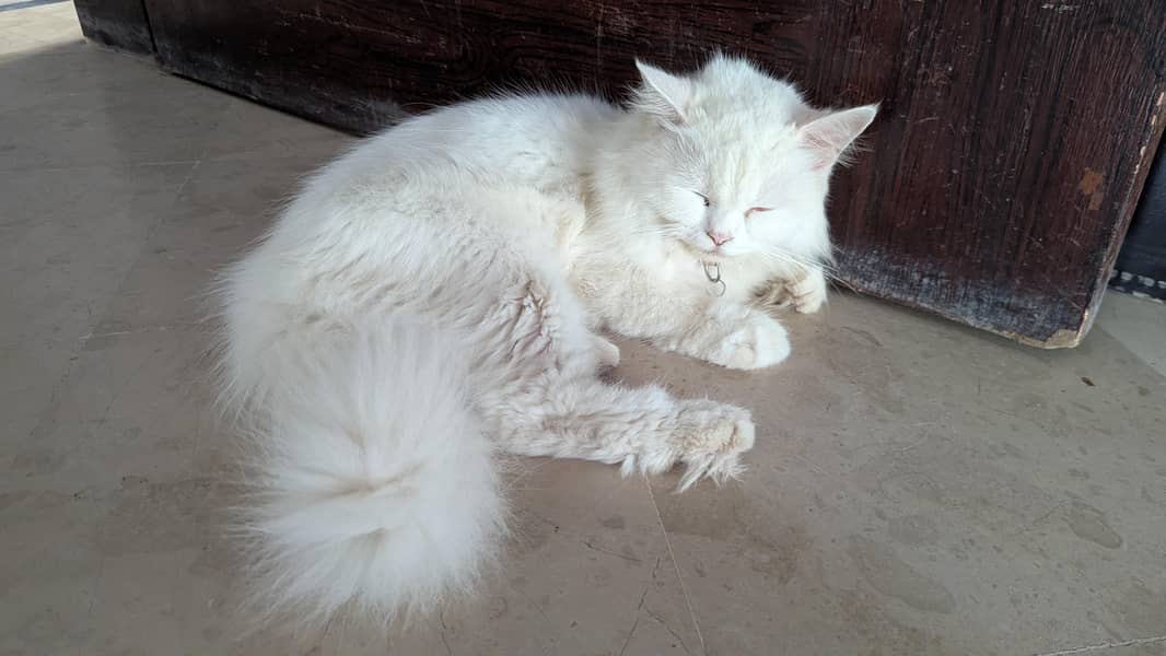 Persian Kittens 1
