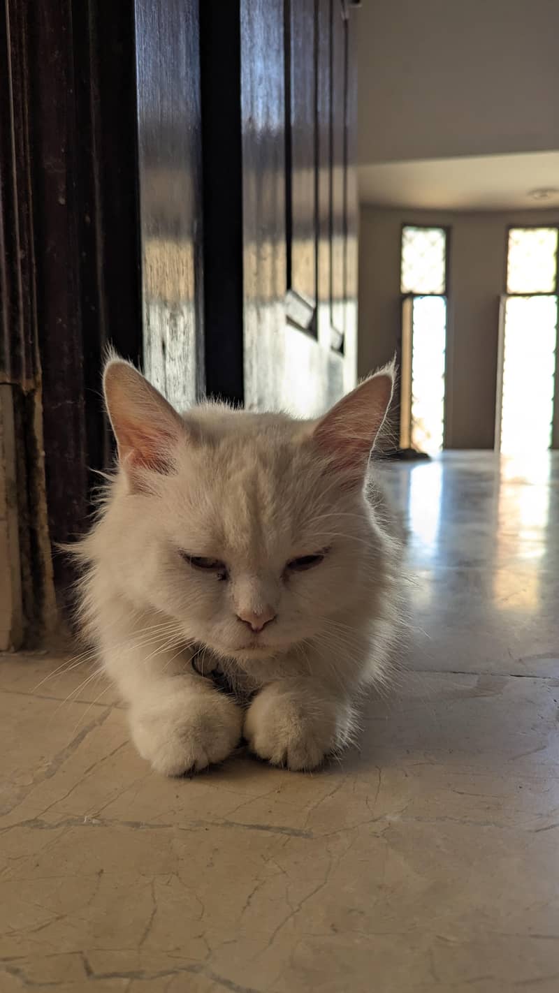 Persian Kittens 2
