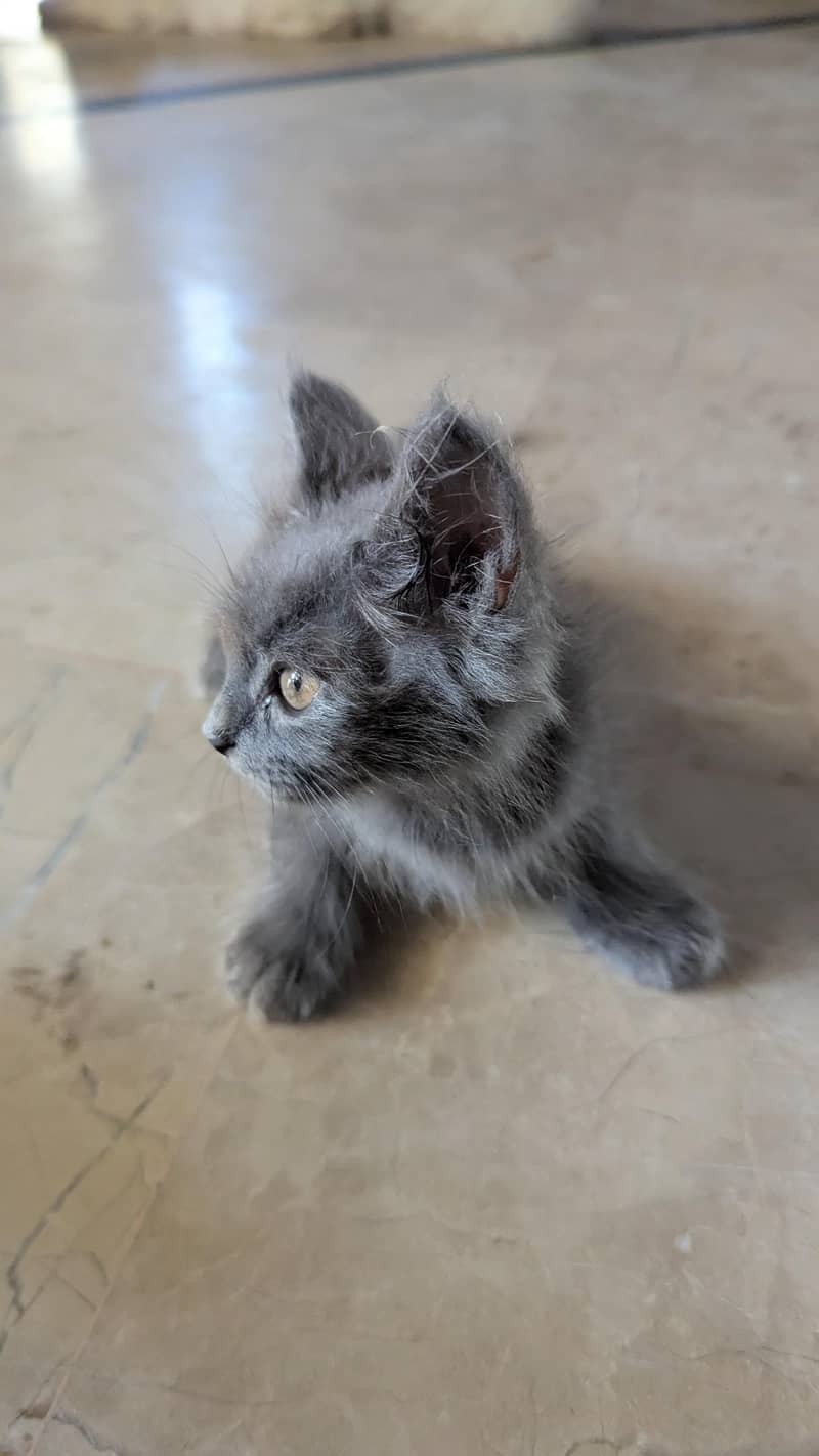 Persian Kittens 3
