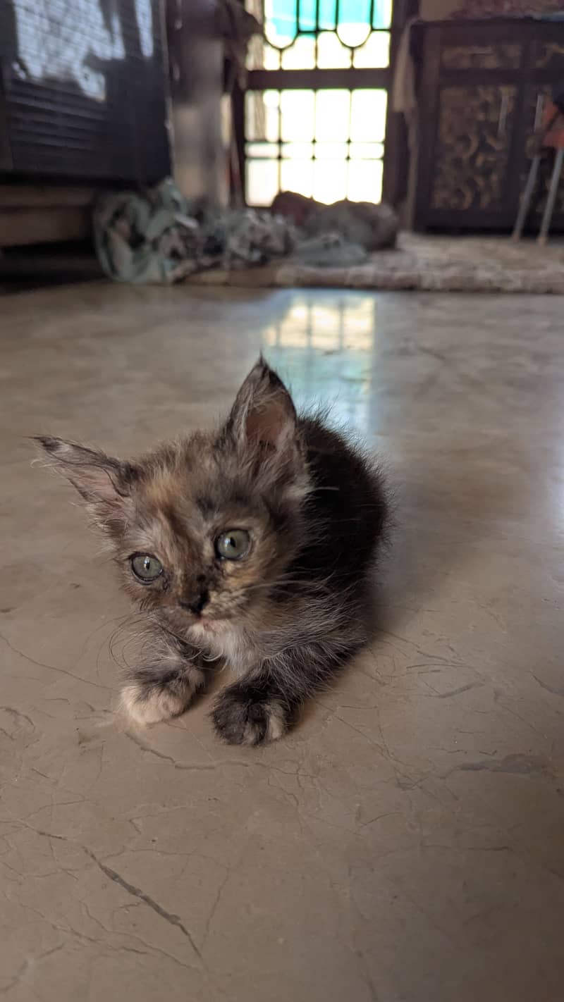 Persian Kittens 4