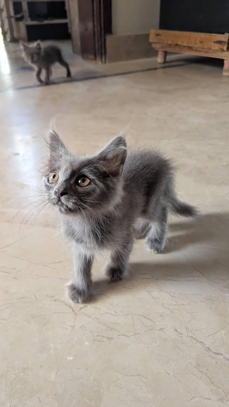 Persian Kittens 5