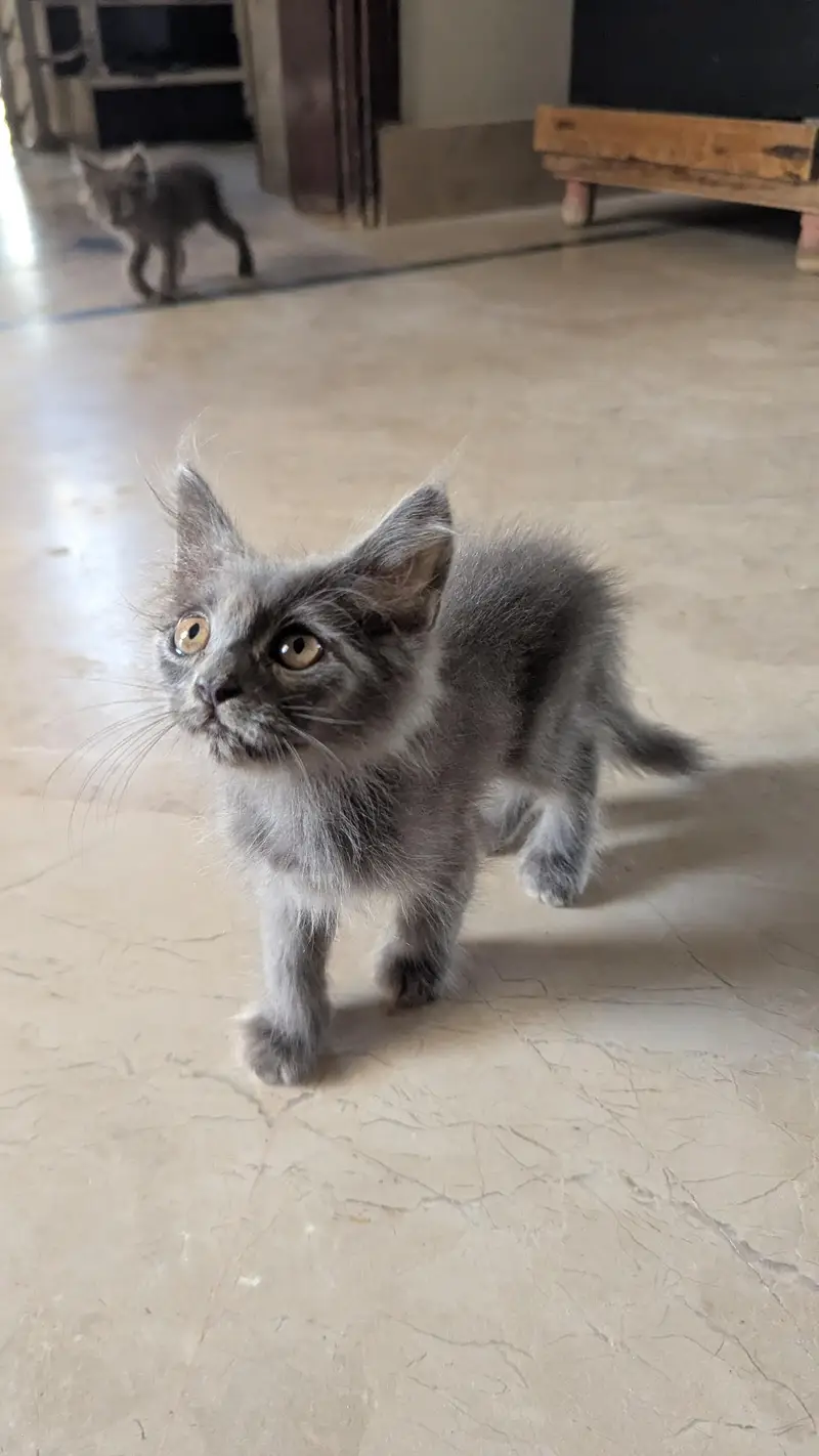 Persian Kittens — photo 6
