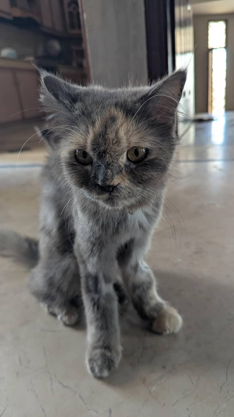 Persian Kittens 6