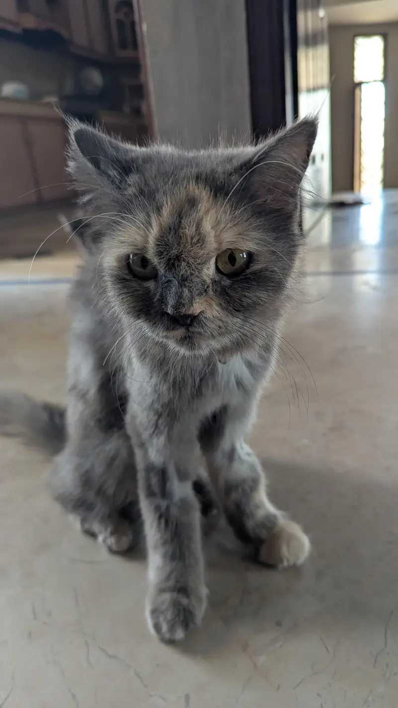 Persian Kittens — photo 7