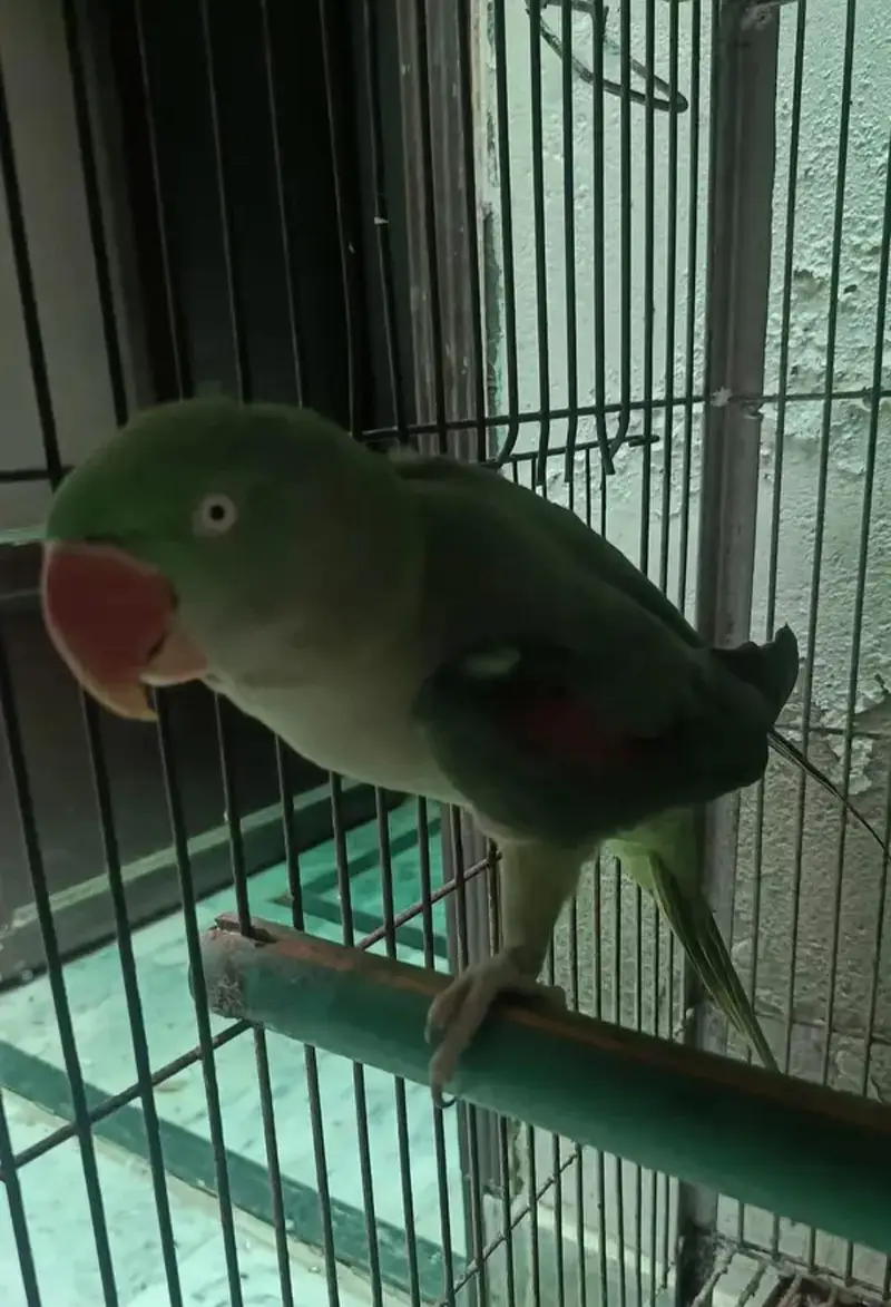 Kashmir Raw Parrot  handtam — photo 3