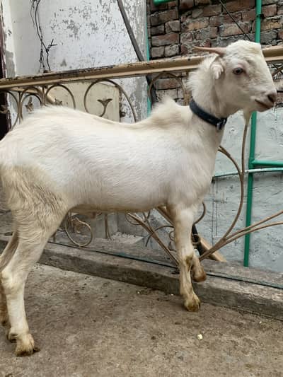 3 Teddy Goats | 1 Female 2 Males