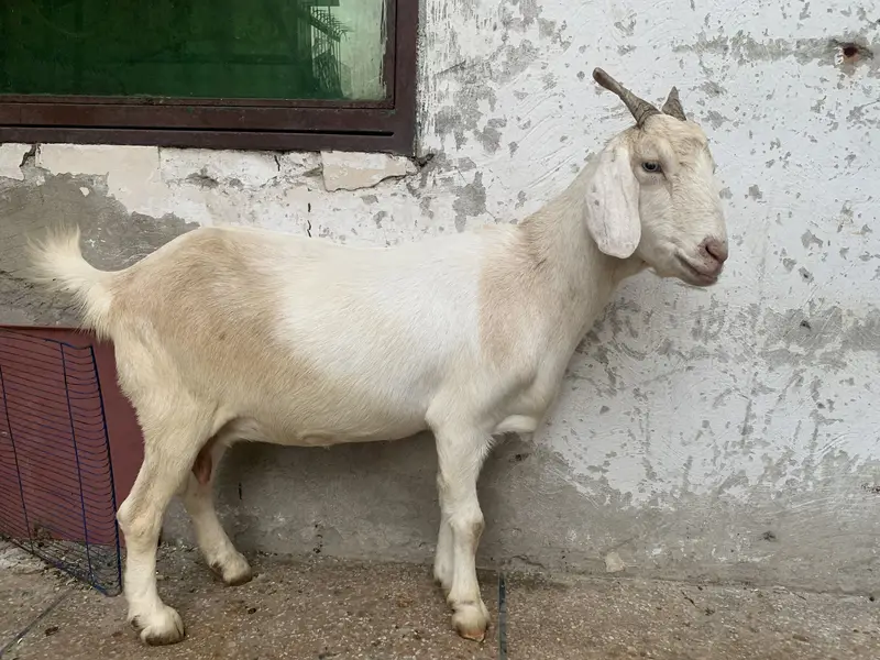 3 Teddy Goats | 1 Female 2 Males — photo 2