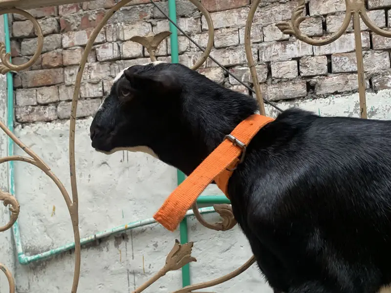 3 Teddy Goats | 1 Female 2 Males — photo 3