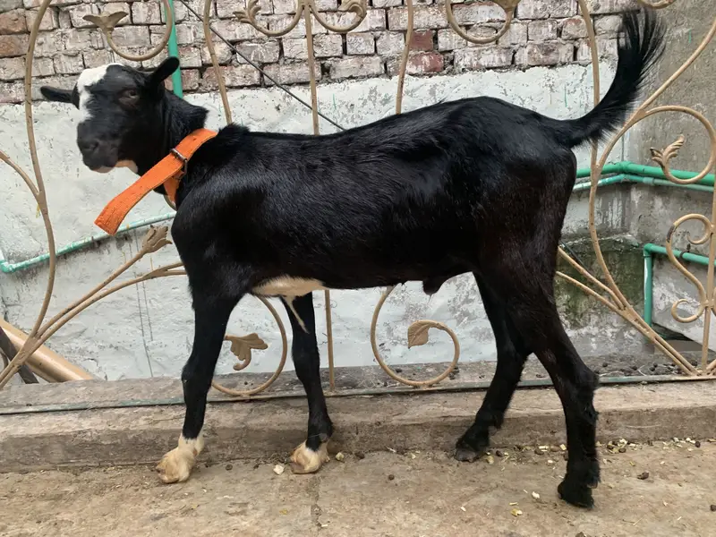 3 Teddy Goats | 1 Female 2 Males — photo 4