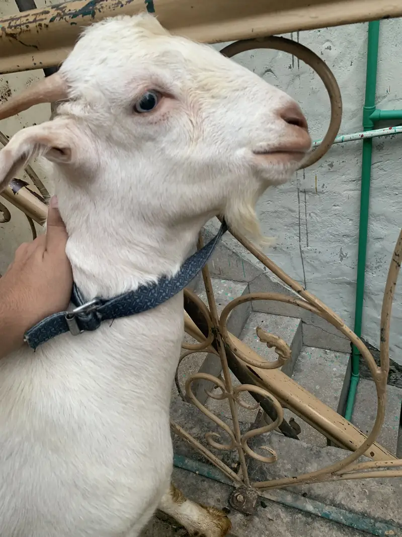3 Teddy Goats | 1 Female 2 Males — photo 5