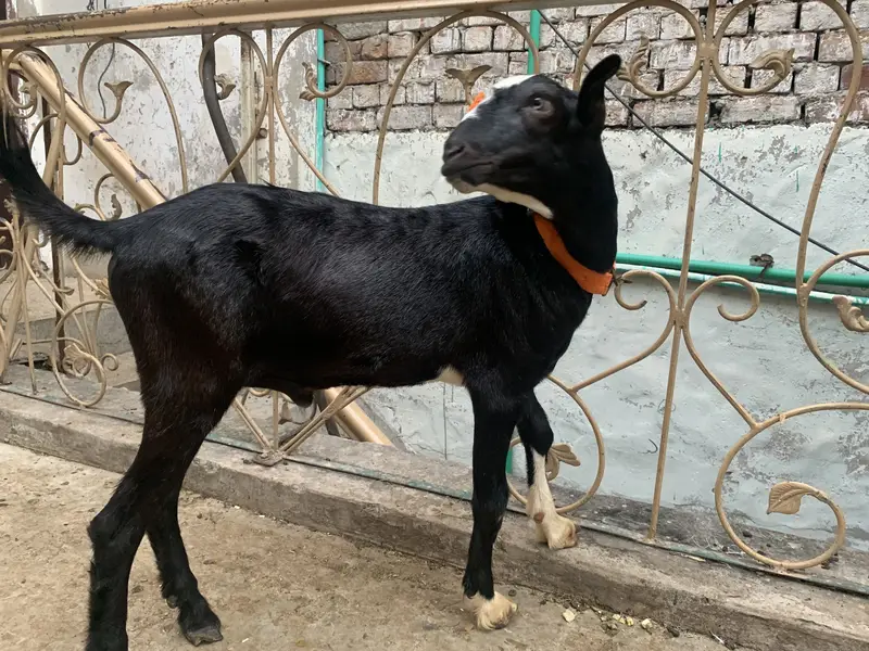 3 Teddy Goats | 1 Female 2 Males — photo 6