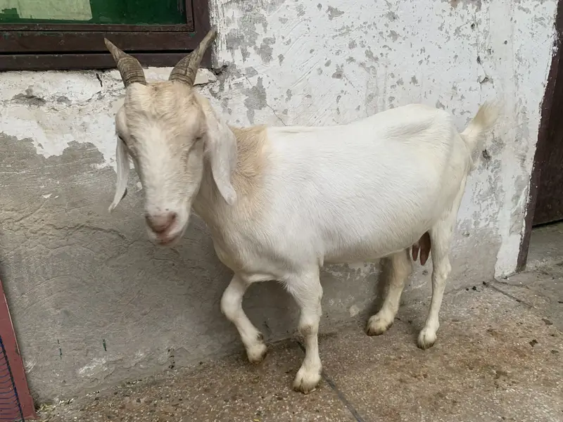 3 Teddy Goats | 1 Female 2 Males — photo 7