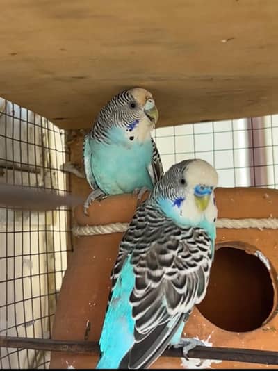 breeder Birds