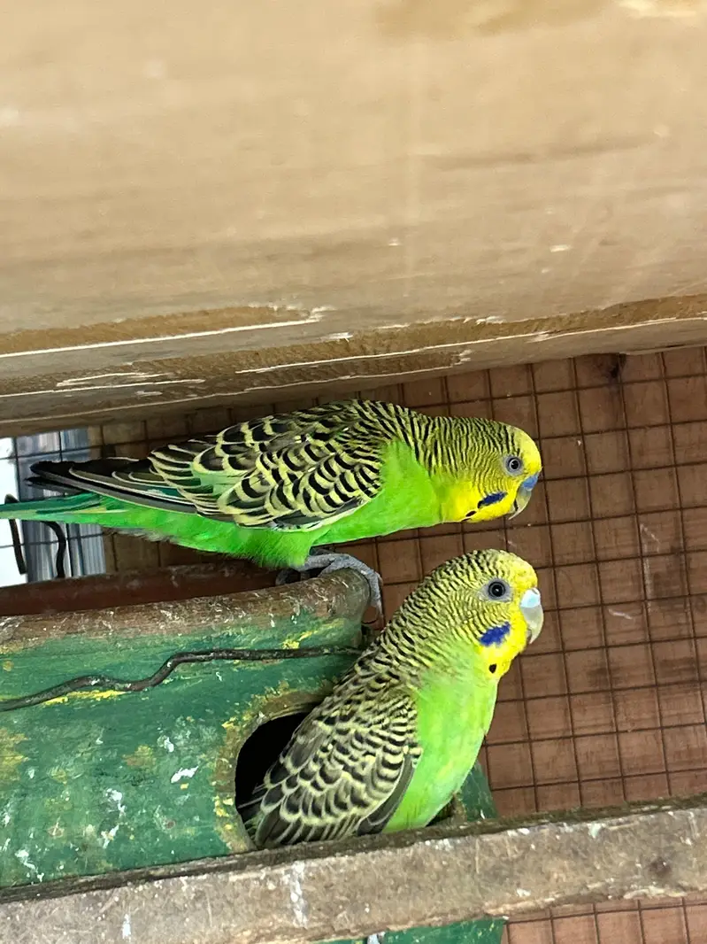 breeder Birds — photo 2