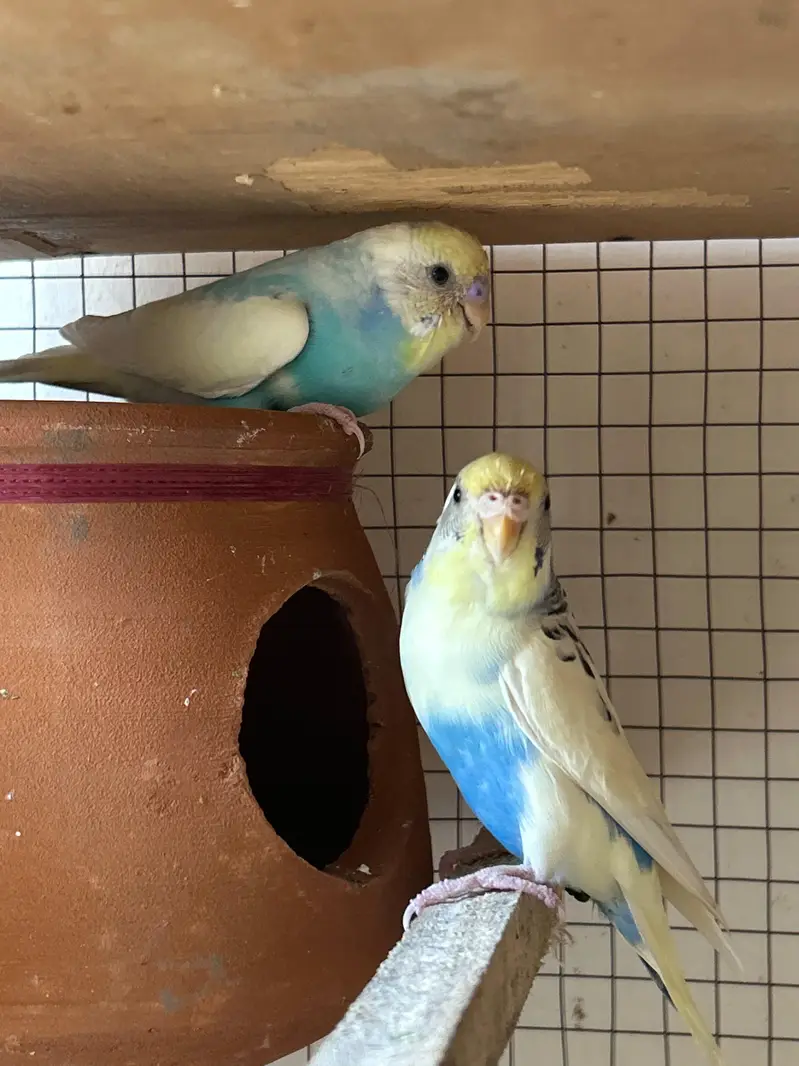 breeder Birds — photo 3