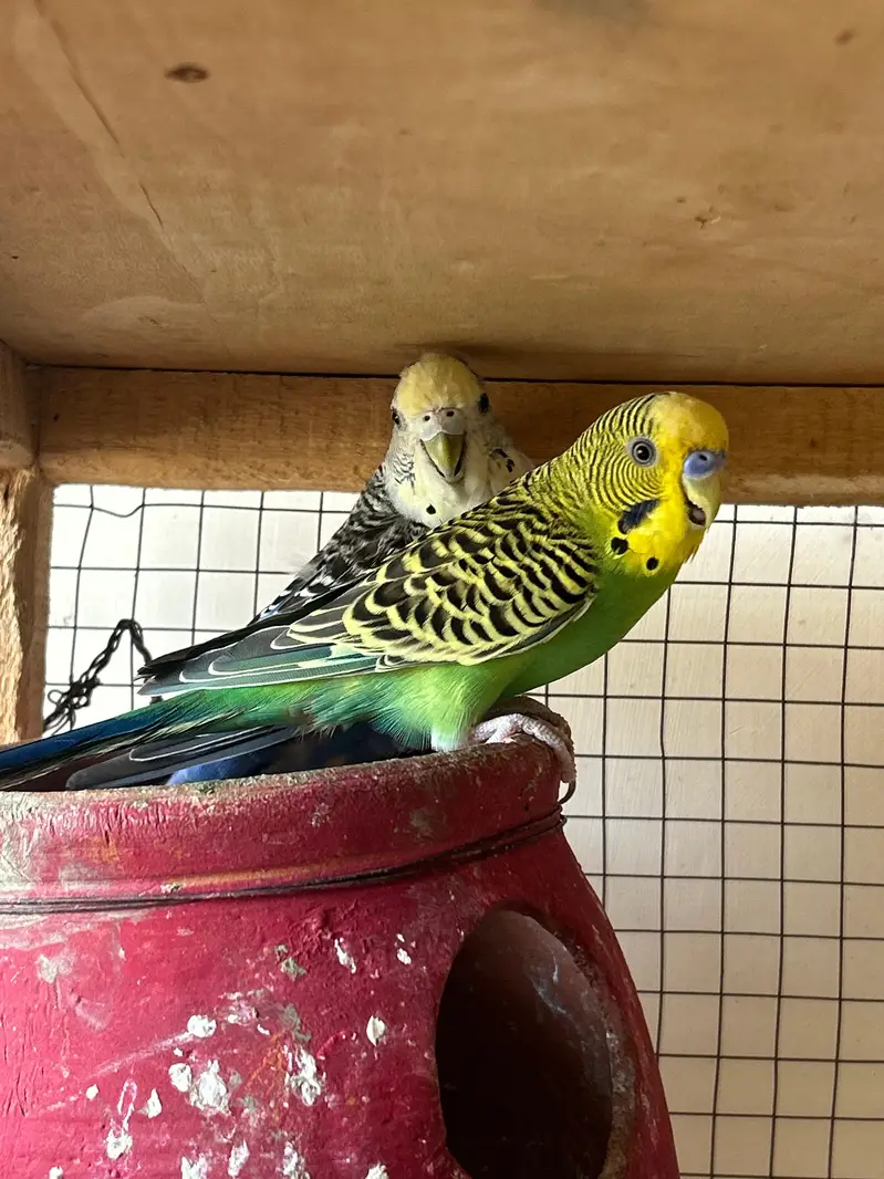 breeder Birds — photo 4