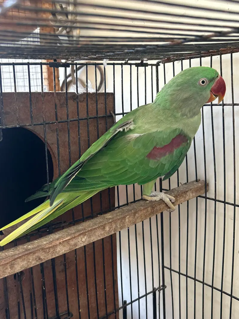 breeder Birds — photo 5