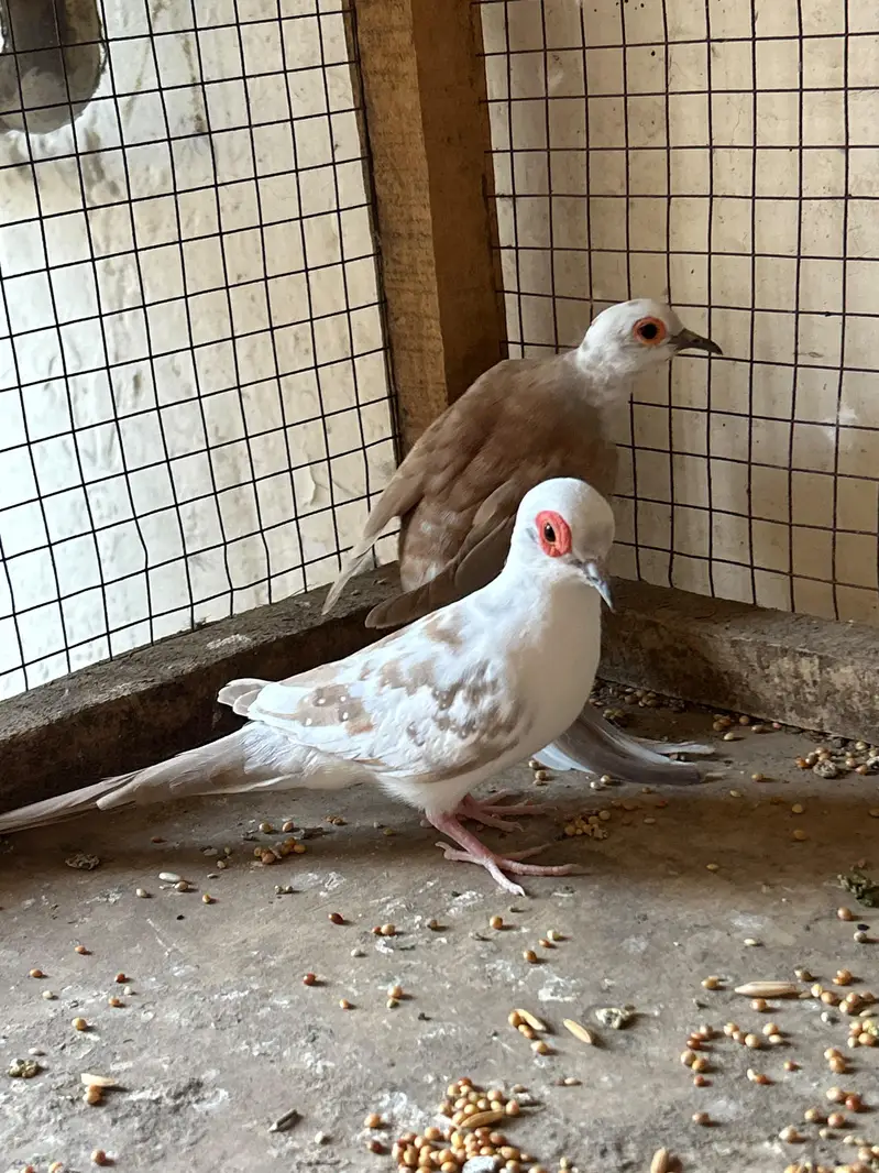 breeder Birds — photo 6