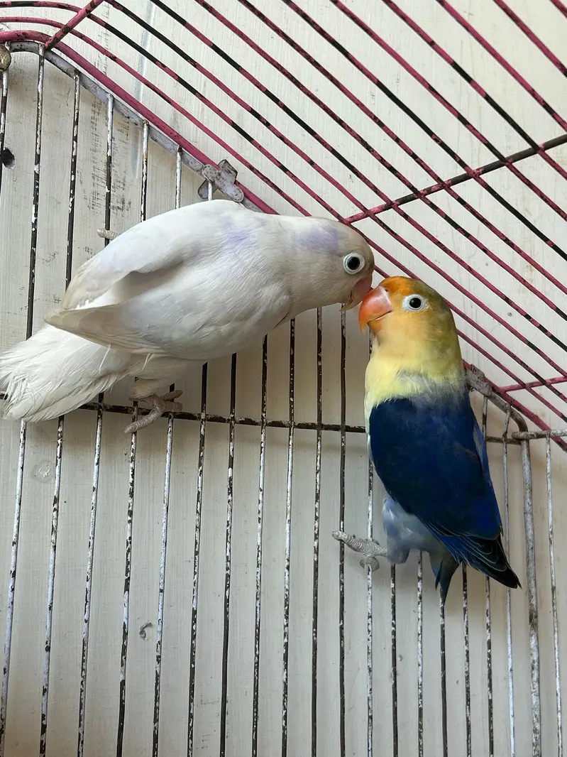 breeder Birds — photo 7