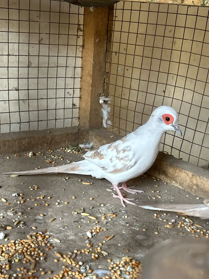 breeder Birds — photo 8