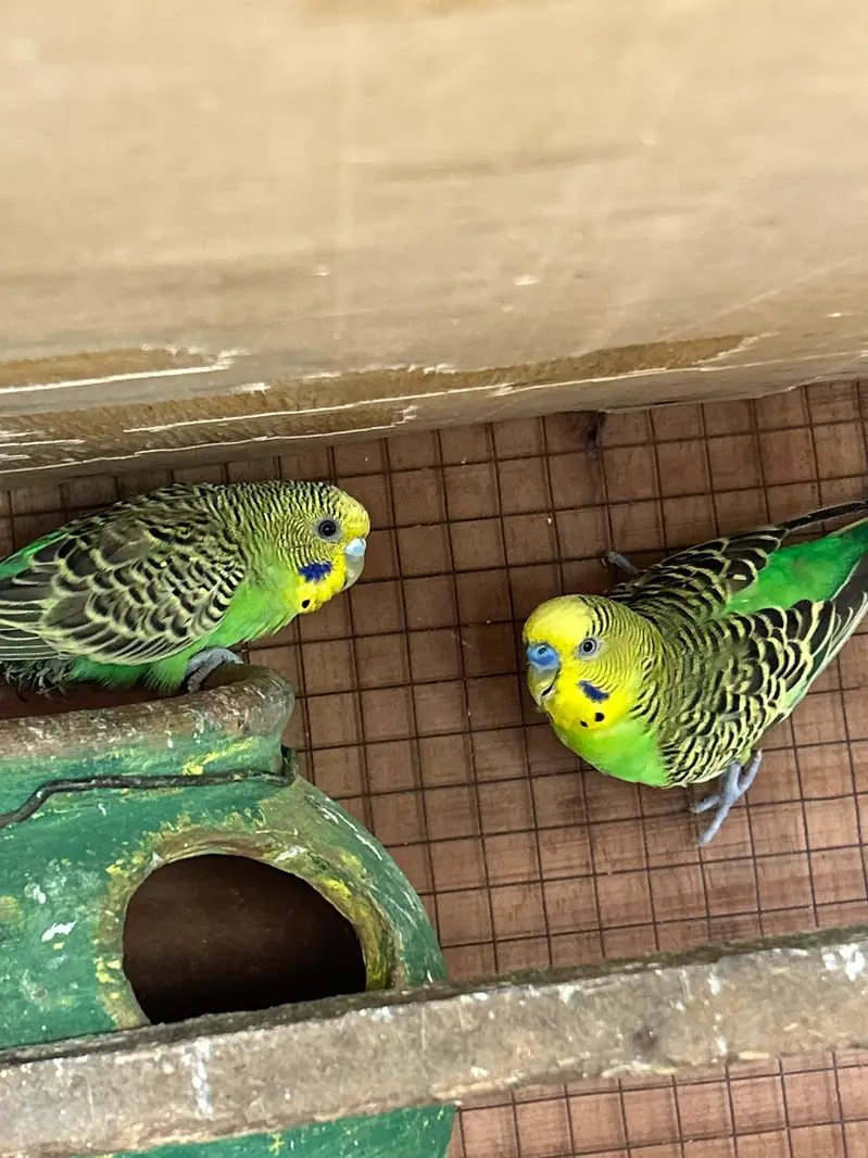 breeder Birds — photo 9