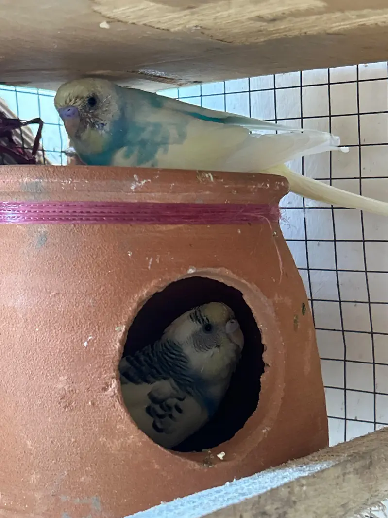 breeder Birds — photo 10