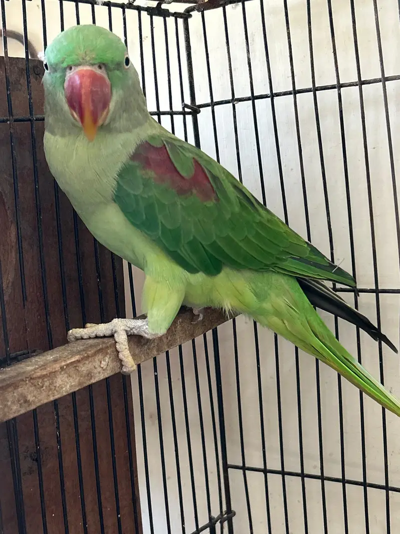breeder Birds — photo 11