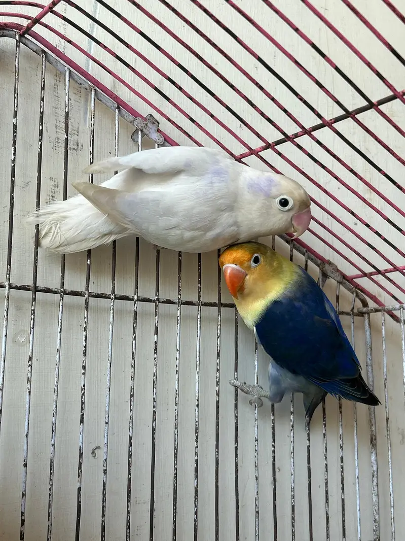 breeder Birds — photo 12