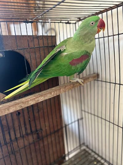 breeder female