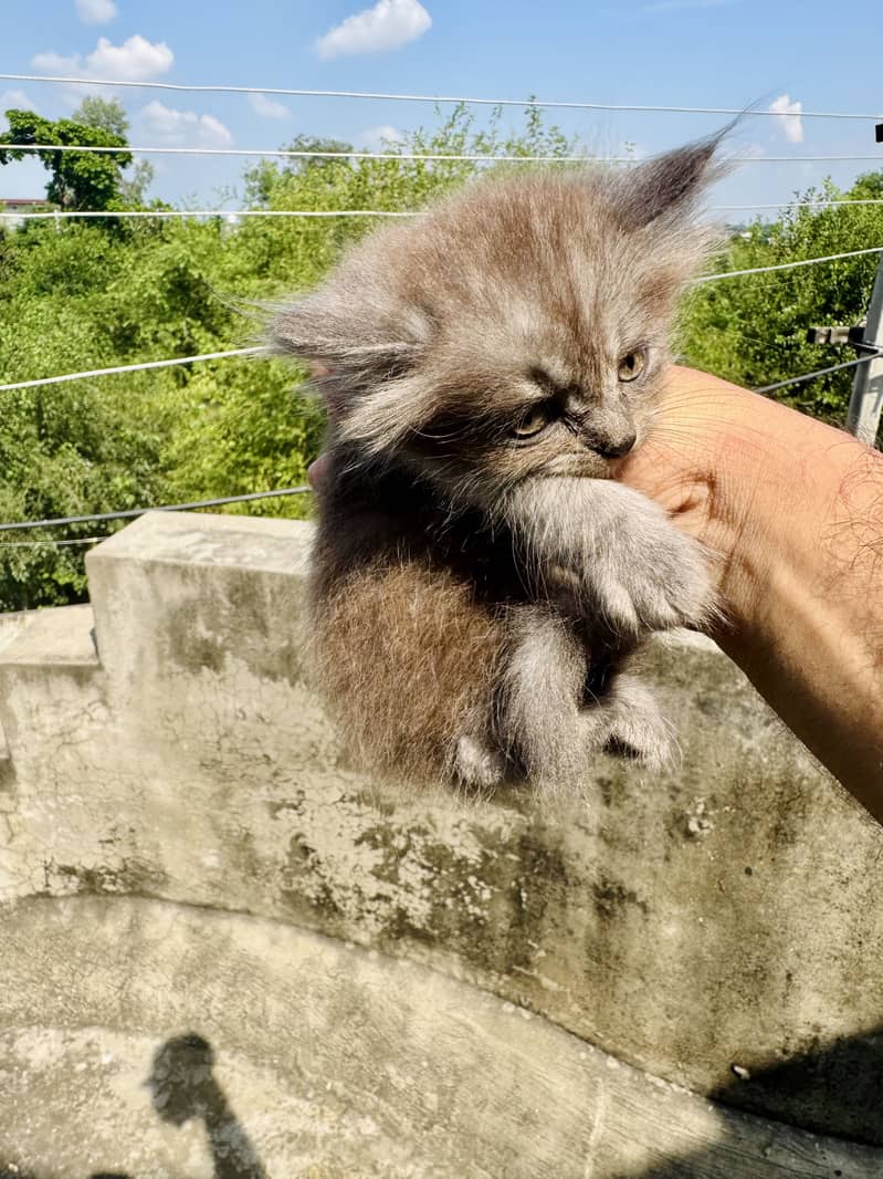 Persian Kittens 3