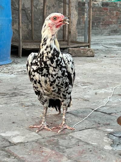 Cheena print Murgi