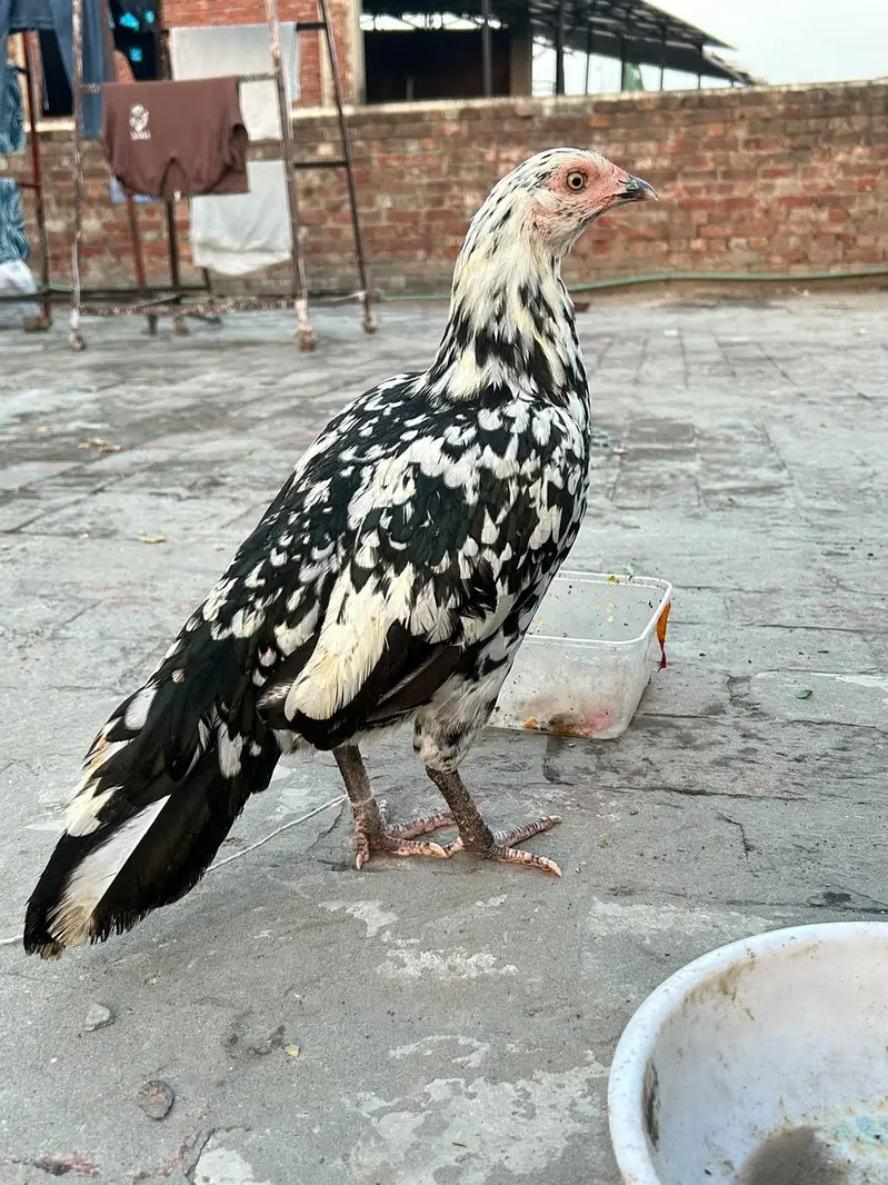 Cheena print Murgi — photo 2