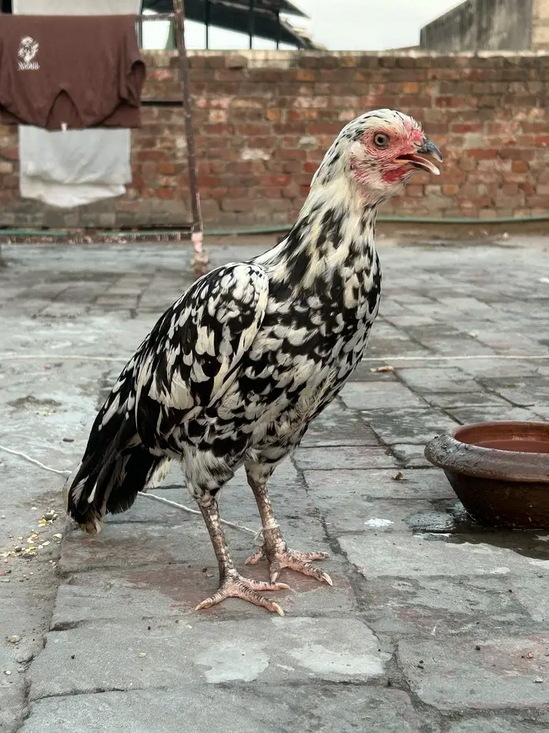 Cheena print Murgi — photo 4