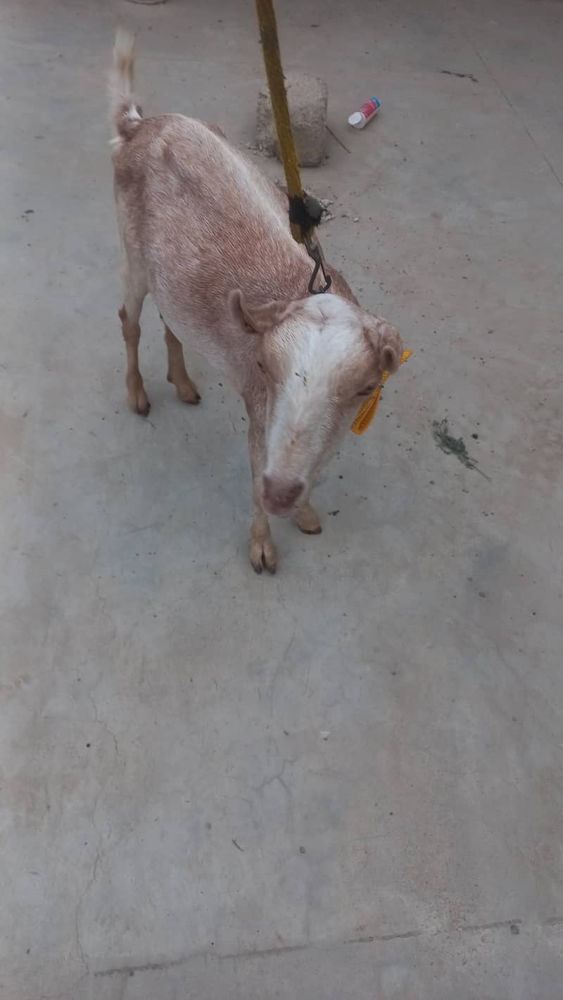 TEDDY BAKRI 1